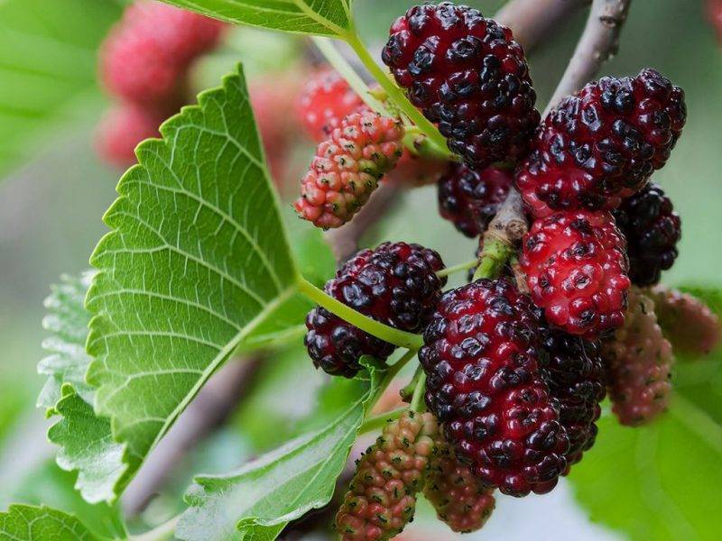 Шелковица купить саженцы из питомнике в Сальске