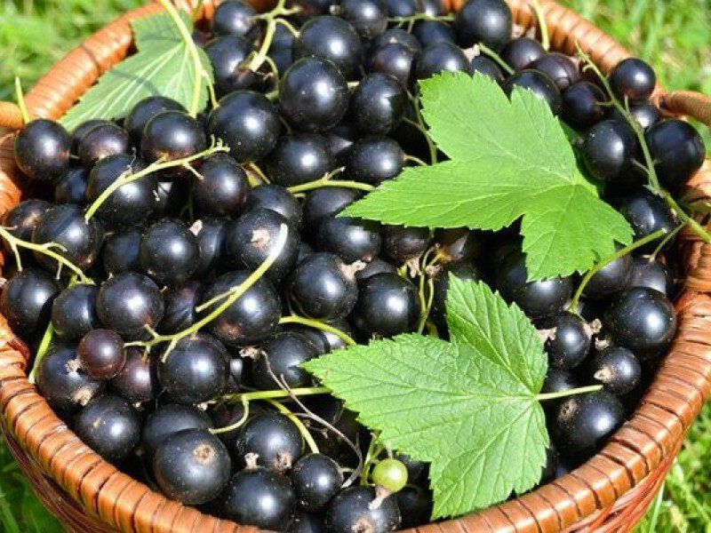 Смородина купить саженцы из питомника в Сальске