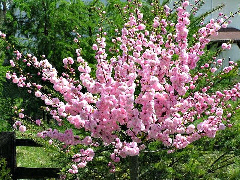 Миндаль купить саженцы из питомника в Сальске