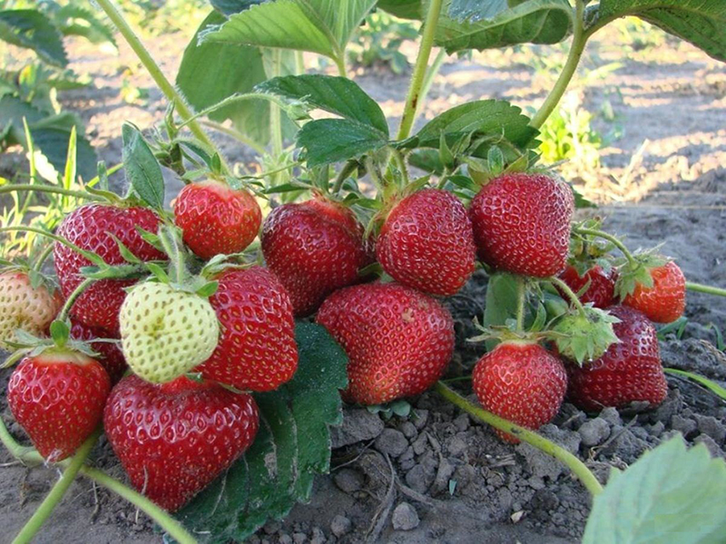 Клубника купить саженцы из питомника в Сальске
