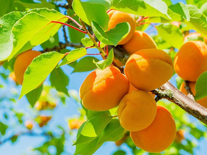 Абрикос купить саженцы из питомнике в Сальске