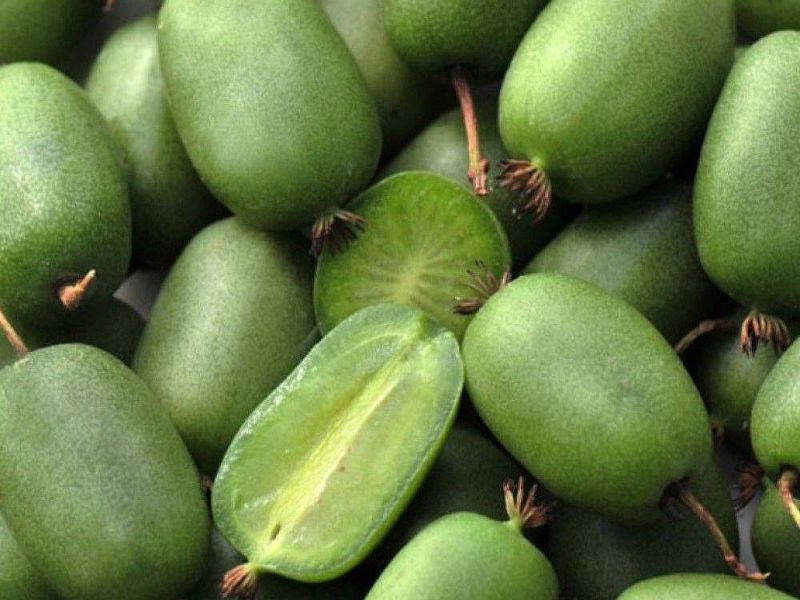Актинидия купить саженцы из питомнике в Сальске