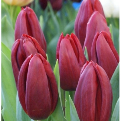 Тюльпан "СТРОНГ ЛАВ" (5 штук)