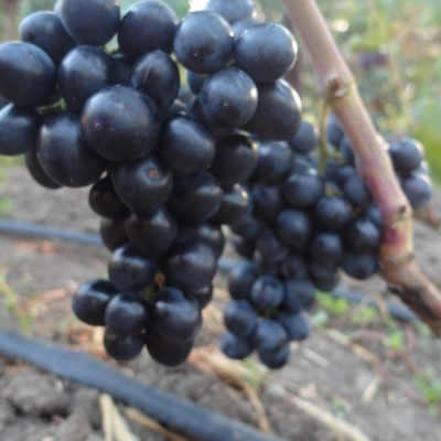 Виноград "ДА ВИНЧИ"