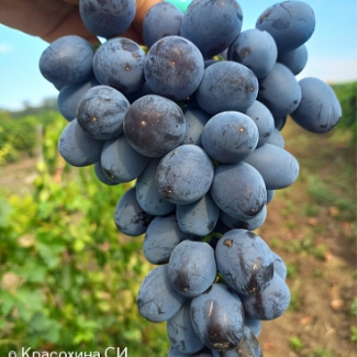 Виноград "ЛОРД"